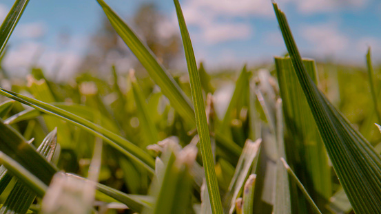 CLOSE UP, DOF: View of cut green lawn growing in the backyard on a sunny day. Evenly cut green blades of garden grass bathing in sunlight. Lush and dense garden turf under blue sky on a summer day.