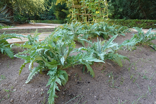 artichoke cultivation in soil, artichoke plants growing in soil in a fertilized manner