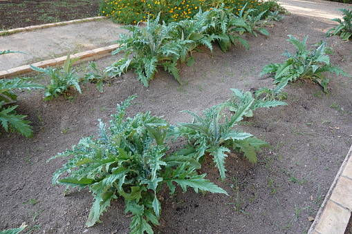 artichoke cultivation in the vegetable garden. artichoke plant growing in fertile soil for cultivation.