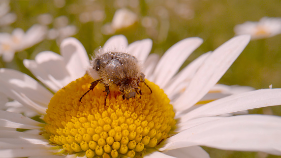 MACRO, DOF: Little Carpet beetle feeds on the pollen of oxeye daisy wildflower. Amazing wild insects and flowers on pristine pastures in the countryside. Detailed view of hairy beetle while feeding.