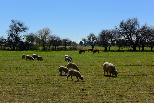 Sheep in rural landscape, La Pampa Province, Patagonia,Argentina