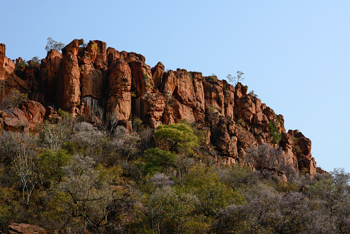 Dense trees of a wild forest at the foot of the mountains in the desert of Namibia, Africa