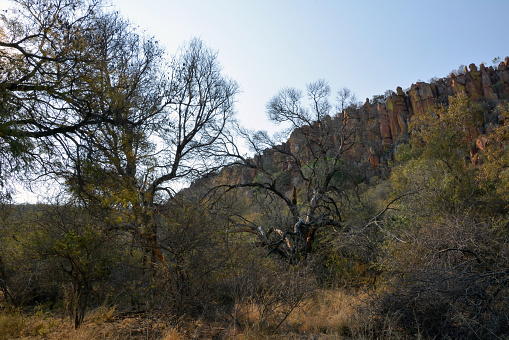 Dense trees of a wild forest at the foot of the mountains in the desert of Namibia, Africa