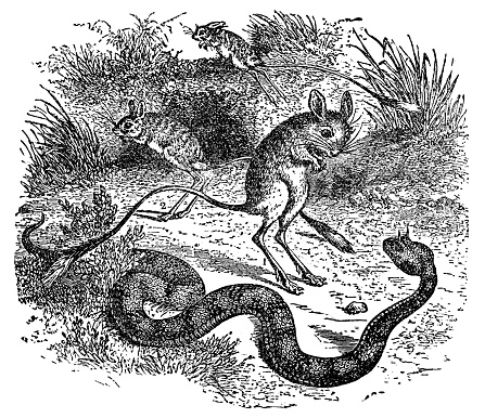 A Many-horned Adder snake (bitis cornuta) attacking a jerboa. Vintage etching circa 19th century.