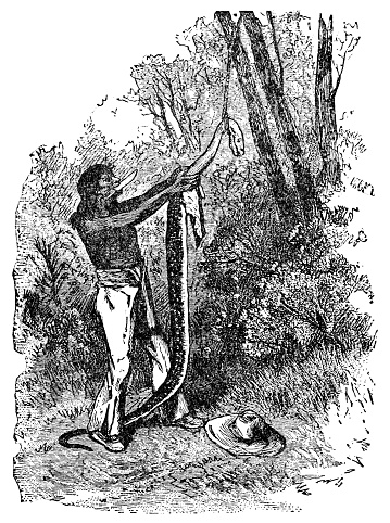 A man skinning a snake in Brazil. Vintage etching circa 19th century.