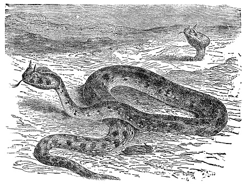 A Desert Horned Viper snake (cerastes cerastes). Vintage etching circa 19th century.