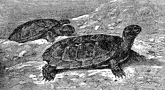 A Indian Black Turtles (melanochelys trijuga). Vintage etching circa 19th century.