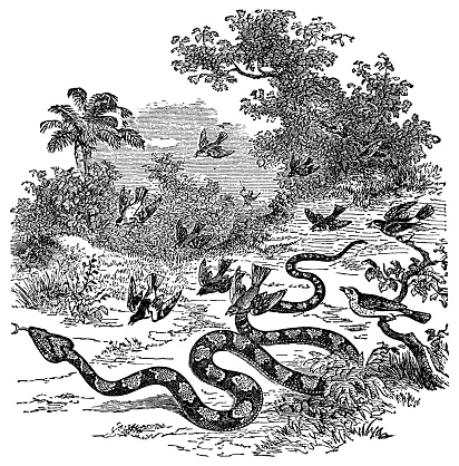 An Eastern Pine Bullsnake (pituophis melanoleucus) being attacked by a flock of birds. Vintage etching circa 19th century.