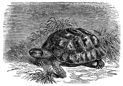 A Greek Tortoise (testudo graeca). Vintage etching circa 19th century.