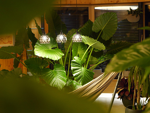 Relaxing evening ambience in the embrace of lushly growing tropical houseplants. Comfortable hammock and beautiful exotic plants with bold and vibrant greenery illuminated by elegant ceiling lights.