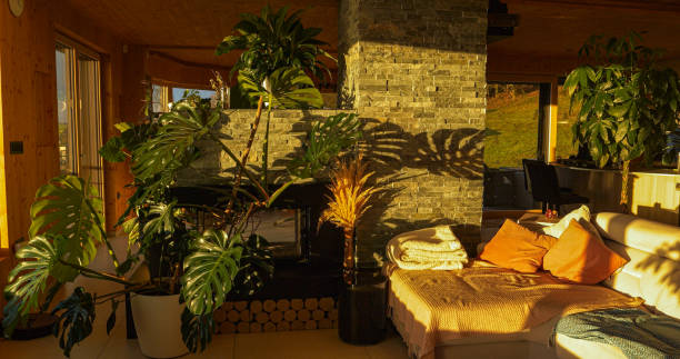 Beautiful Money Tree, Monstera and Spath plants illuminated with bright sunlight. Striking growth and bold greenery of exotic houseplants. Living room filled with impressive flowers for a jungle vibe.