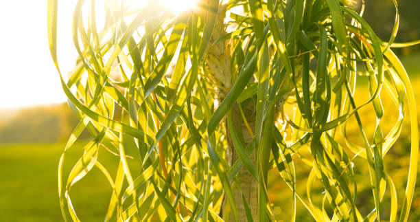 CLOSE UP, LENS FLARE: Sun rays peek through thin long leaves of Elephant's foot