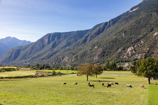 Cattle grazing on a farm in the Swiss Alps, Roveredo, Grisons, Switzerland
