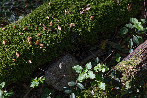 Tree trunk with moss on the forest ground , Switzerland
