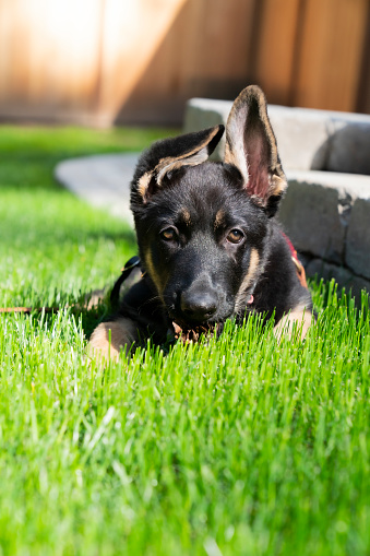 Pretty bi-color German Shepherd puppy lying in the backyard with sun streaming across her face, one ear up one down.