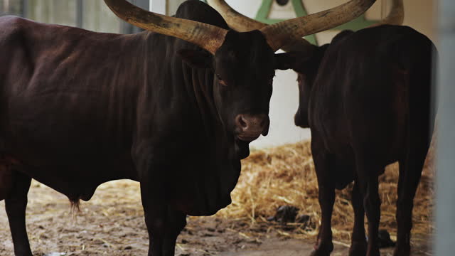 Watussi cattle, Close-up of horned animal, Ankole-Watusi, standing Ankole watusi, an American hybrid domestic cattle with broad horns, popular safari and zoo animals