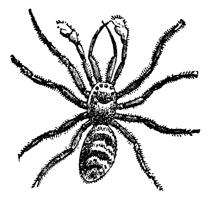 A ground crab spider (xysticus). Vintage etching circa 19th century.