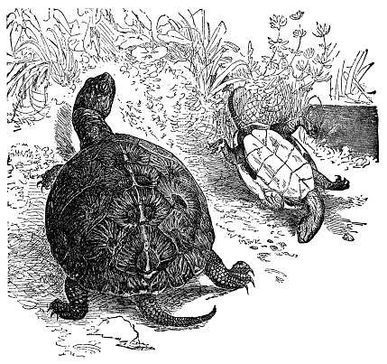 A Yellow-Bellied Slider turtle (trachemys scripta scripta). Vintage etching circa 19th century.