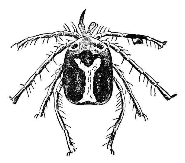 roztocze wodne upsilon (unionicola ypsilophora) - xix wiek - water mite stock illustrations