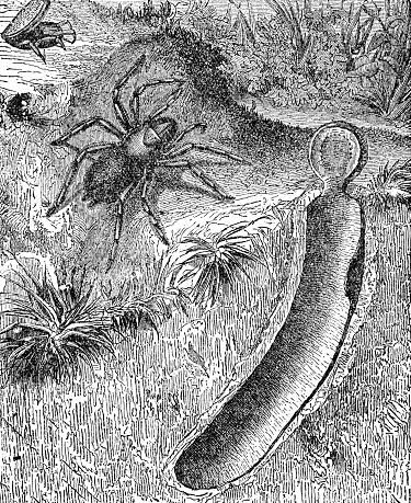 A funnel-web trapdoor spider (Nemesia Caementaria) and its burrow. Vintage etching circa 19th century.