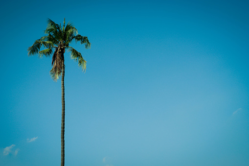 Palms at Cerro Gordo, Puerto Rico.
