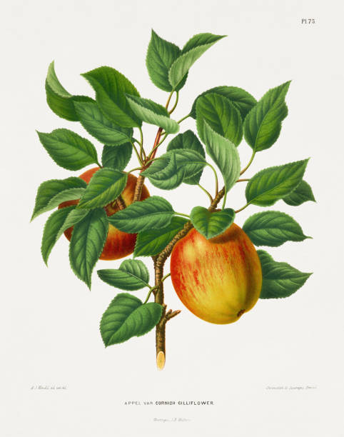 Vintage fruit illustration. Dutch botanical book illustration. Circa 1880