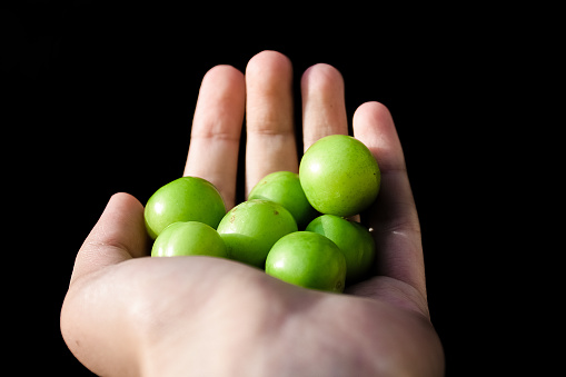 Group of fresh organic green plums in the hand of a person on garden background