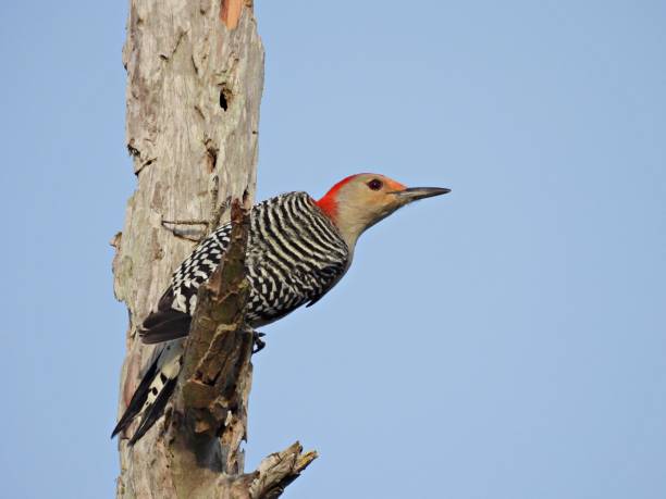 istock Red-bellied Woodpecker (Melanerpes carolinus) - perched on a snag 1888027399