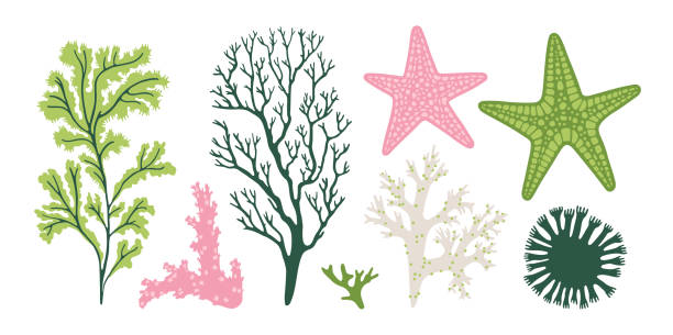 illustrazioni stock, clip art, cartoni animati e icone di tendenza di set con piante esotiche, coralli, stelle marine. - spirulina pacifica illustrations