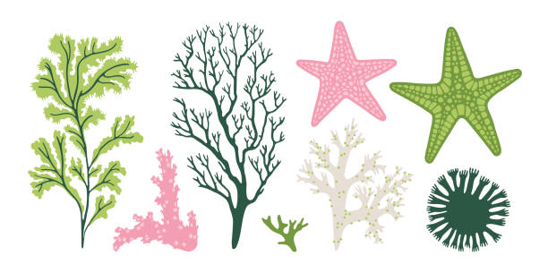 이국적인 식물, 산호, 불가사리로 설정됩니다. - spirulina pacifica illustrations stock illustrations