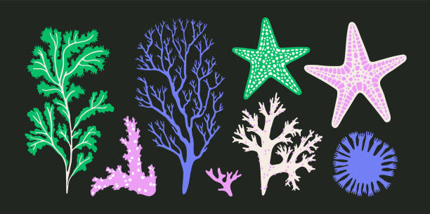 illustrazioni stock, clip art, cartoni animati e icone di tendenza di set with exotic plants, corals, starfish. - spirulina pacifica illustrations