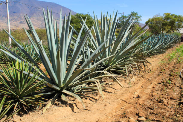 istock Maguey mezcal plant 1888047379