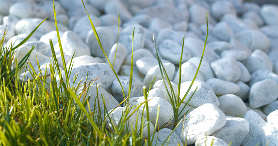 CLOSE UP, DOF: Unwanted green grass grew through white pebbles in the backyard. Undesirable greenery in landscaped formal part of summer garden. Green grass as weed plant growing in gravel flowerbed.