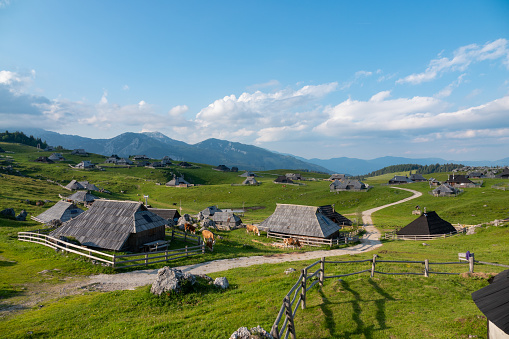 Grazing cows between charming wooden shepherds' huts on scenic mountain plateau. Breath-taking sight of tourist destination with authentic herdsmen's village in alpine landscape on sunny spring day.
