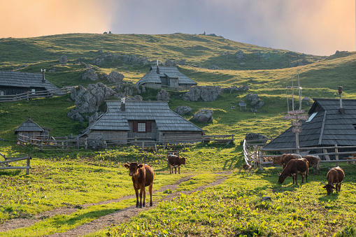 Golden light shines on the shepherds' village and herd of cows grazing freely. Shepherding season on green meadows of alpine plateau during spring and summer. Idyllic tourist destination in mountains.