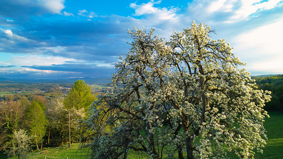 Big old fruit tree blooming profusely in an awakening spring orchard on hilltop. Beautiful white flowers of flowering tree overlooking valley. Warm springtime in countryside brings plants back to life