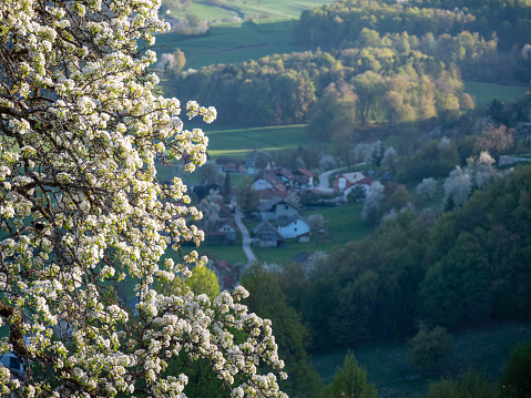 CLOSE UP: Beautiful white flowering fruit tree branch on a hilltop above valley. Bright blossoming fruit tree in spring-awakened orchard. Warm spring temperatures reviving greenery in countryside.