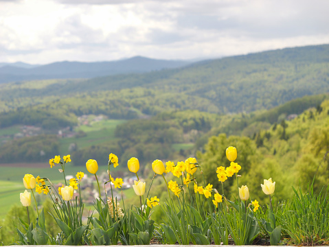 yellow dafodill in the nature.