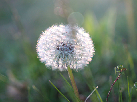 CLOSE UP, DOF: Beautiful backlit soft dandelion blowball on a summer meadow. Detailed view of dandelion clock with seeds. Uncultivated wildflower thriving on green pastures, garden lawns and fields.