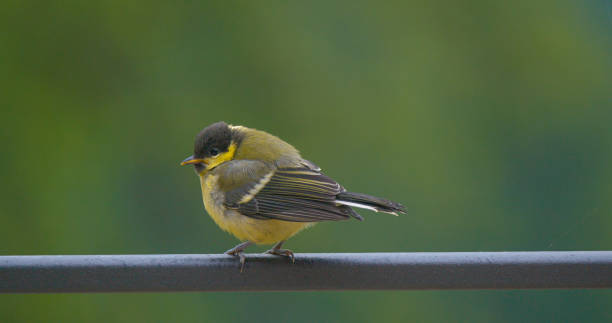 istock CLOSE UP, DOF: Great tit fledgling perching on fence on a rainy spring day 1888057342