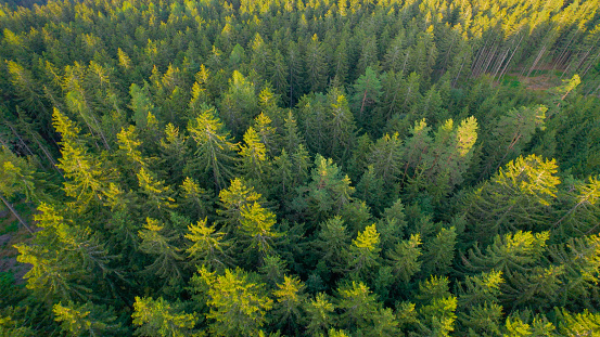 AERIAL: Dense forested area with tops of spruce canopies glowing in golden light. Magnificent view over evergreen mountainous woodland area with conifers touched by last sunlight of a spring day.