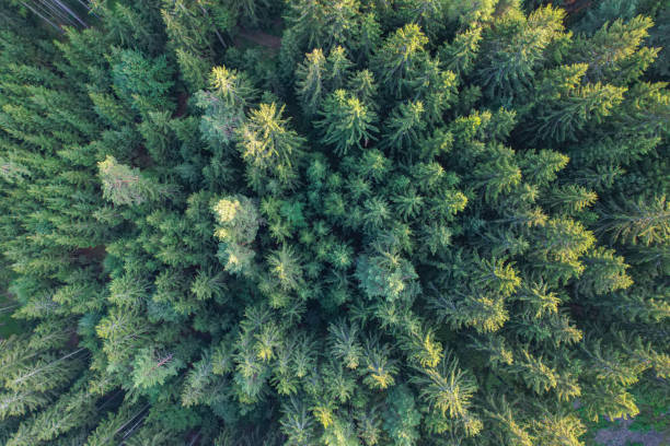 istock AERIAL TOP DOWN: Mountain spruce forest illuminated with last rays of sunlight 1888062498