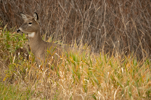 A lone deer in a grass field. Winnipeg, Manitoba