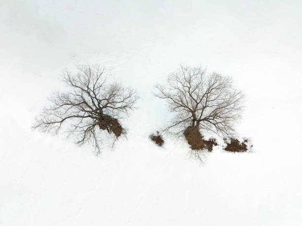 istock aerial view on winter tree in snow 1888077466
