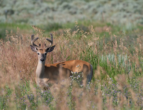 Male whitetail deer with velvet on antlers standing in tall grass and sagebrush. He is facing the camera. Photographed with a shallow depth of field.