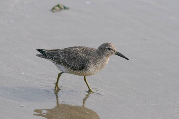 This chunky shorebird has a rather anonymous look in winter plumage, but is unmistakable in spring, when it wears robin-red on its chest and then is inconspicuous on the tundras. Red knots are small, brownish birds that fly more than 9,000 miles from south to north every spring and repeat the trip in reverse every autumn. Red knots are molluscivores, meaning they eat hard-shelled mollusks (mussels, clams) whole – shell and all!