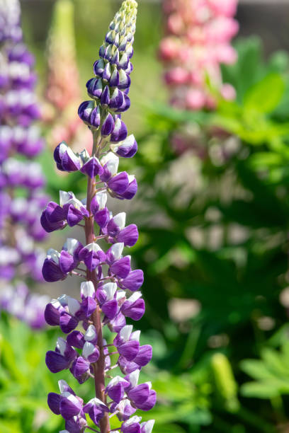 istock Purple lupin flowers 1888091001