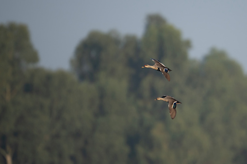 Indian Spot Billed Duck Flying