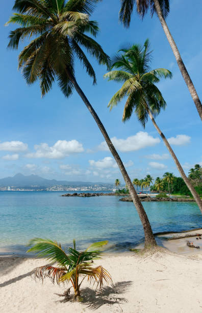 Beach of Pointe du Bout with Mt Pelée and Fort De France in background. Martinique