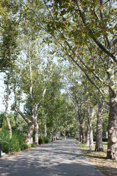 istock Nature Budapest City Park 1888163807